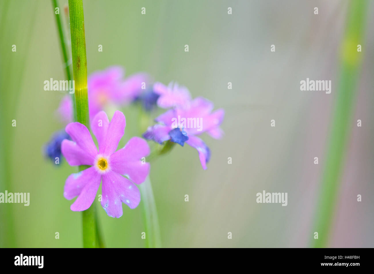 Bird's-eye primrose Primula farinosa, fiorisce, close-up, Foto Stock