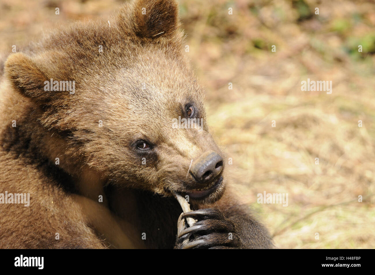 Unione di orso bruno Ursus arctos arctos, giovane animale, ritratto, visualizza fotocamera, Foto Stock