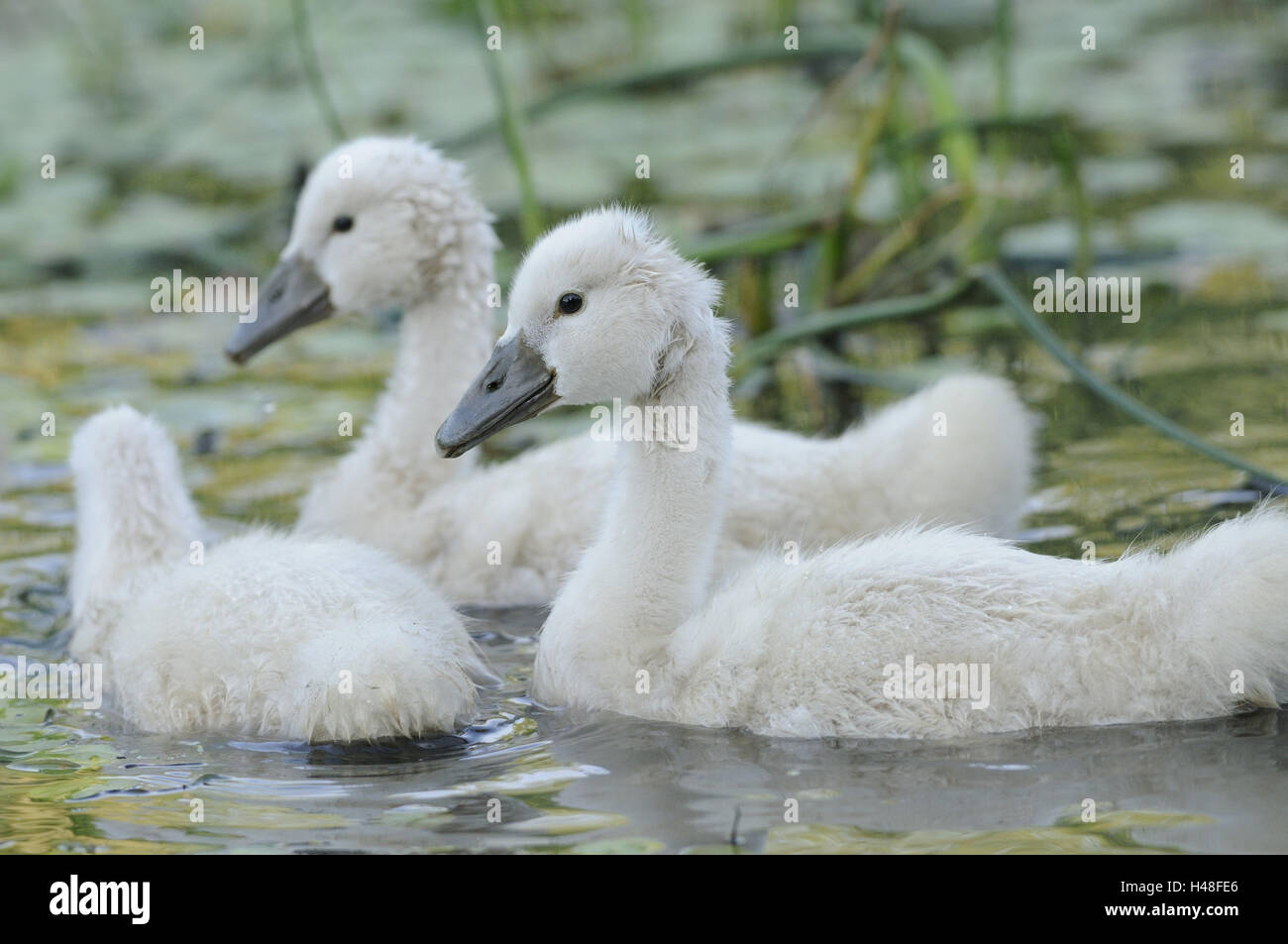 Cigni, Cygnus olor, pulcini, Foto Stock