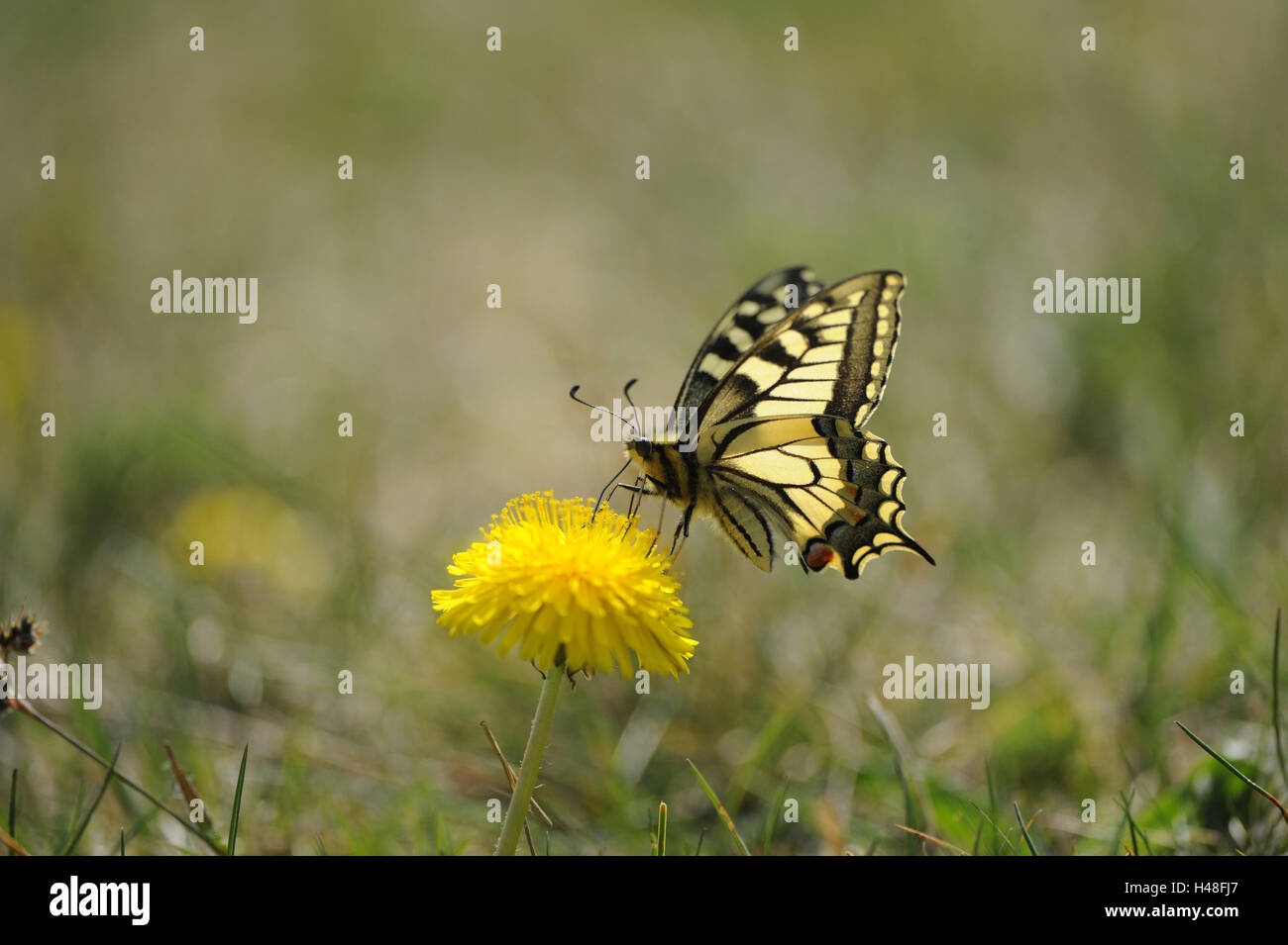 Il vecchio mondo a coda di rondine, Papilio machaon, tarassaco blossom, polvere, vista laterale Foto Stock