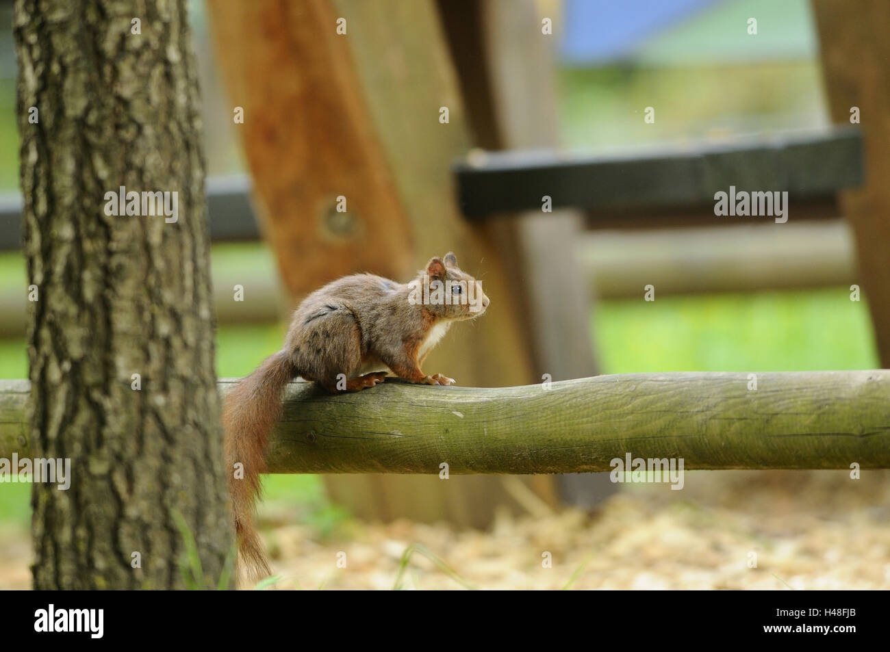 Central European scoiattolo rosso Sciurus vulgaris fuscoater, giovane animale, Foto Stock
