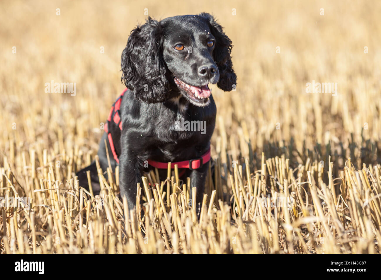 Nero Cocker Spaniel Foto Stock