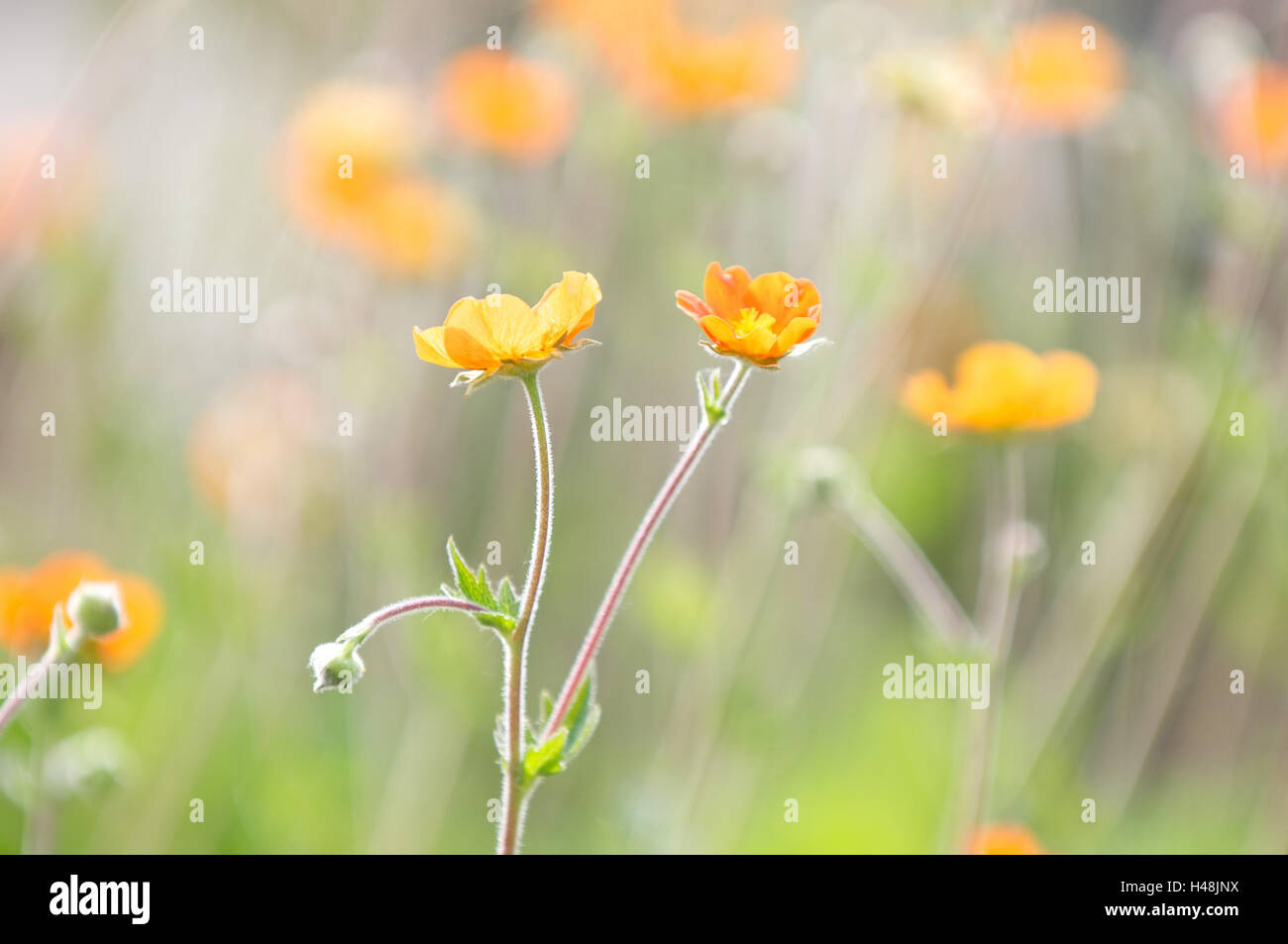 Argento-dito herb, medium close-up, Foto Stock