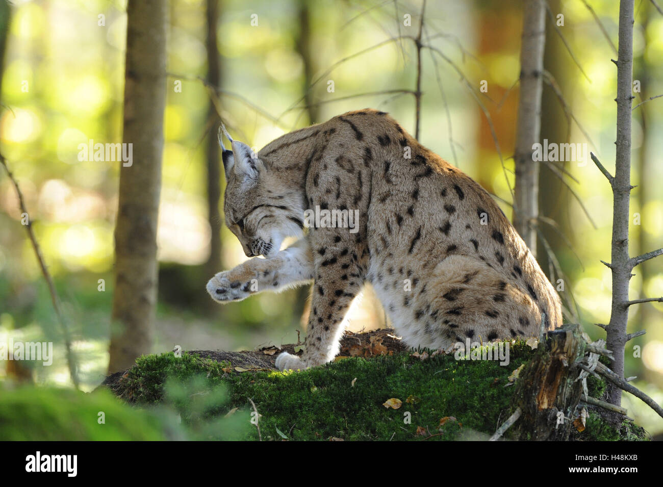 Eurasian, Lynx Lynx lynx, rock, vista laterale, seduta, Foto Stock