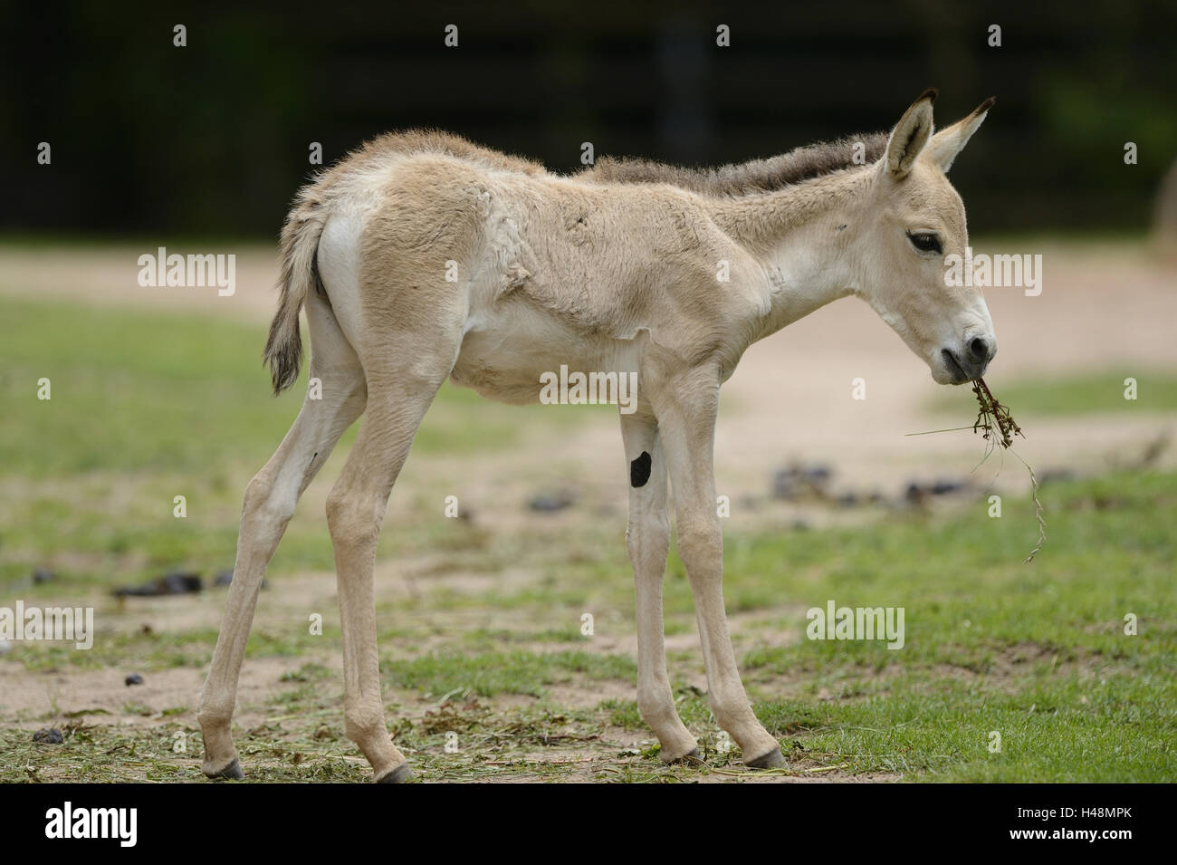 Asian asino, Equus hemionus puledri, sostare a lato, Foto Stock