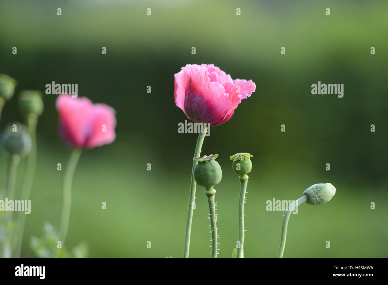 Semi di papavero, Papaver, blossom, Foto Stock