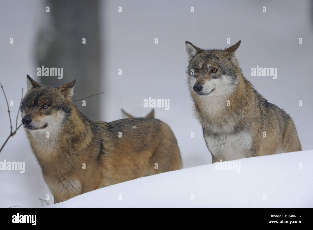 Lupi, a lato, sedersi, stand, osservare la neve, in inverno, parco nazionale, neve, lupi grigi, cani selvatici, doggy, allevamento animali predatori, Fissipedia, nevoso, Baviera, Germania, mammiferi, animali selvatici, natura, animali, animale mondo esterno, corpo intero, medium close-up, comportamento, con cautela, annusare l'aria, vertebrati, cattività, abitanti delle foreste, formato orizzontale, Mau Set, Foto Stock