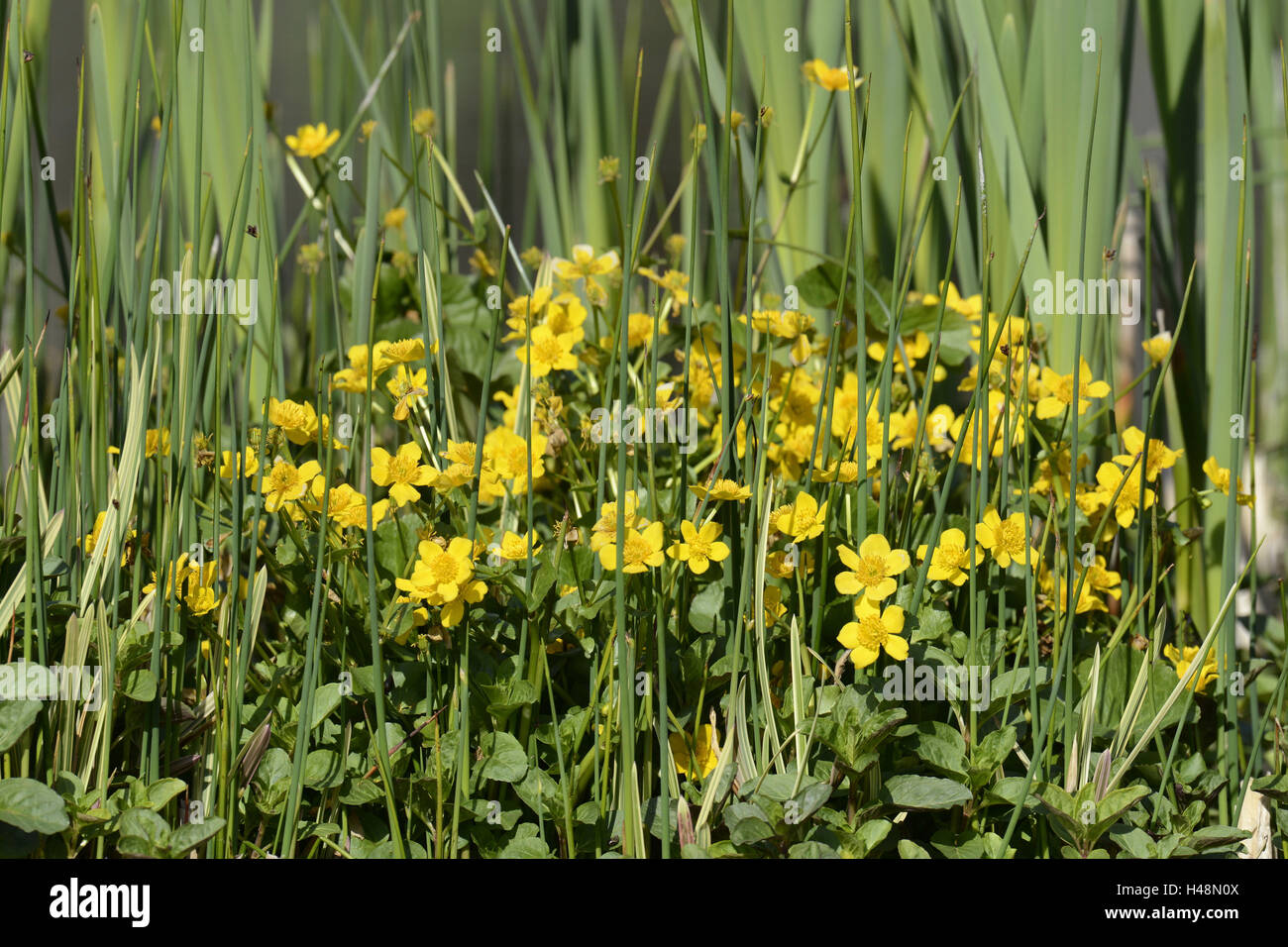 Marsh Le calendule, Caltha palustris, Foto Stock