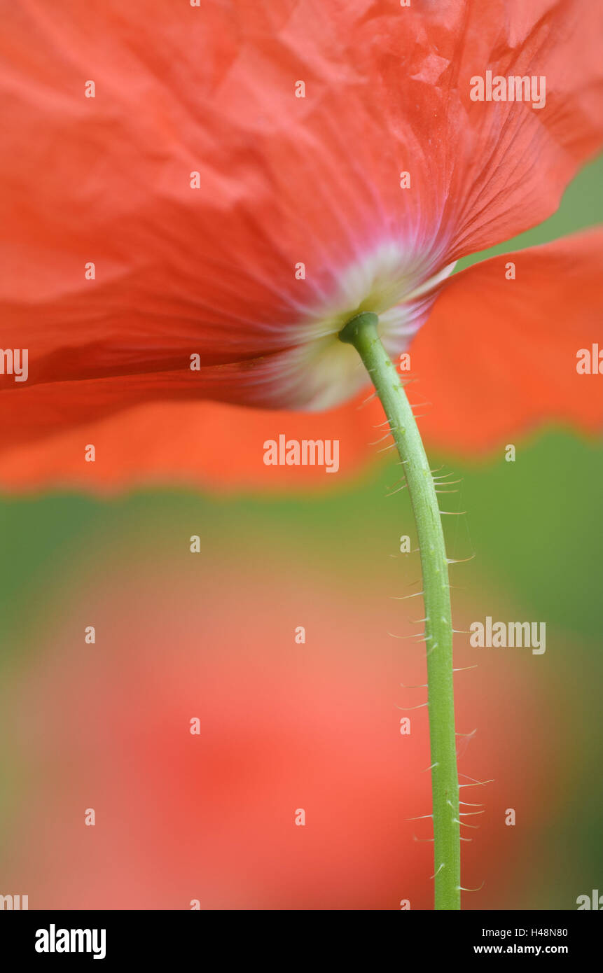 Il mais papavero, Papaver rhoeas, close-up, Foto Stock