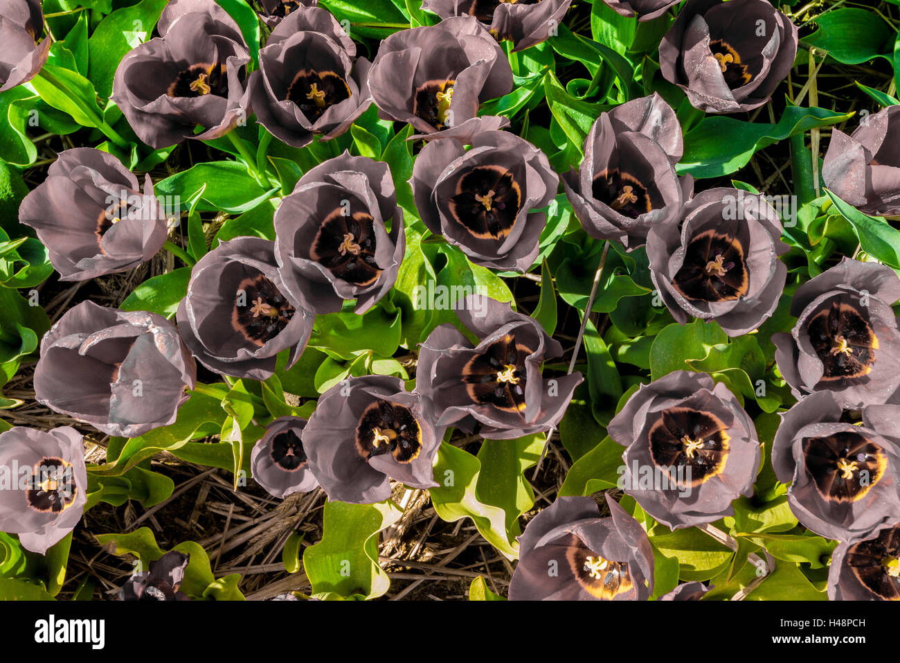 Eccellente e perfetta Tulip colpo di campo a partire dalla sommità con colori naturali seguita da diverse varianti di colore come parte del Foto Stock