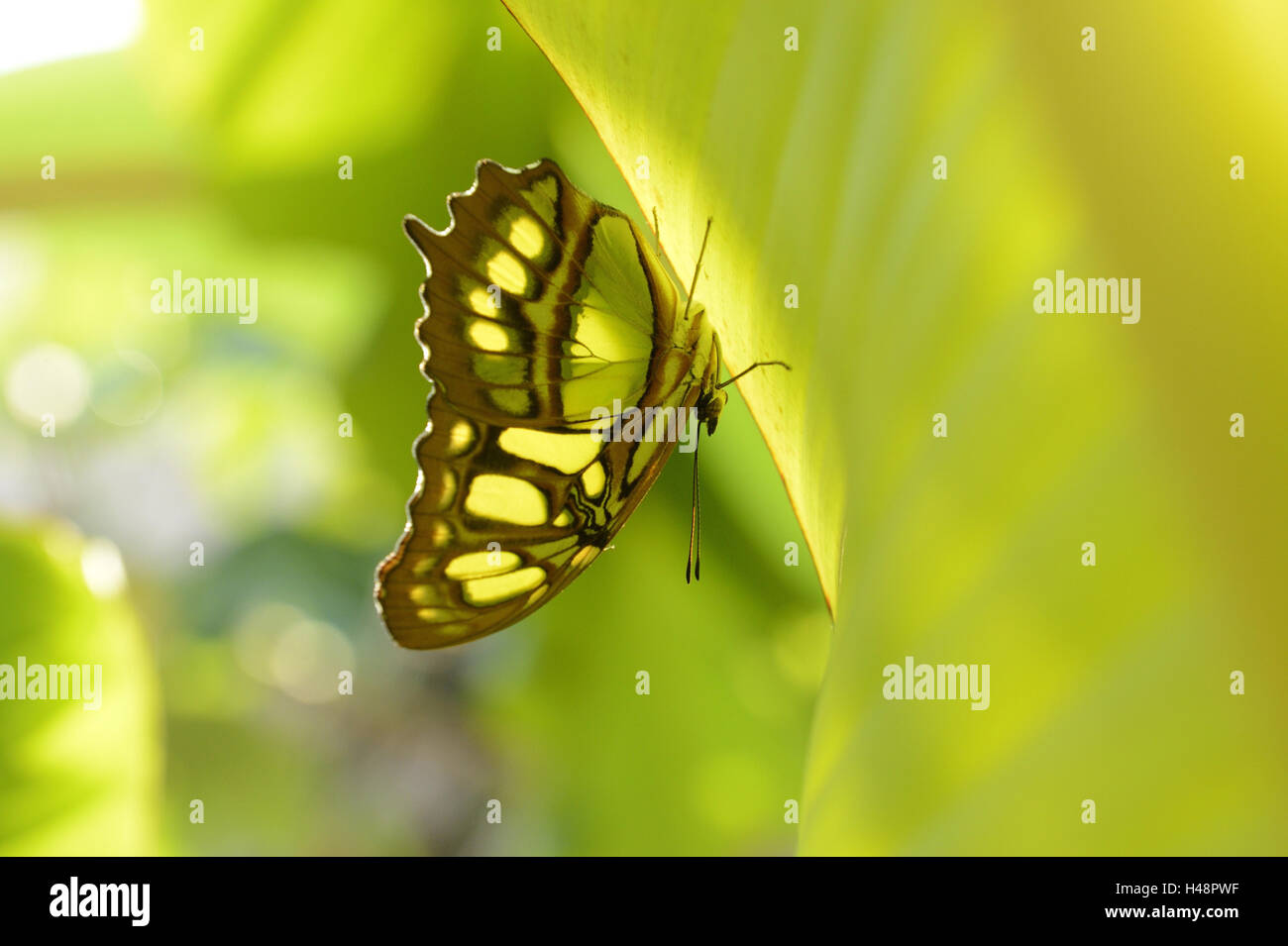 Malachite butterfly, Siproeta stelenes, Foto Stock