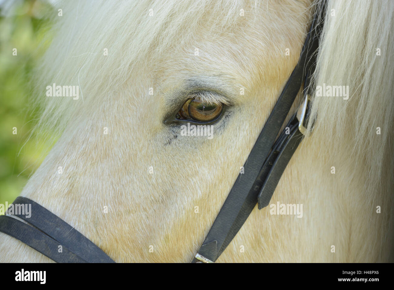 Islanda cavallo, ritratto, dettaglio a lato, occhio, Foto Stock