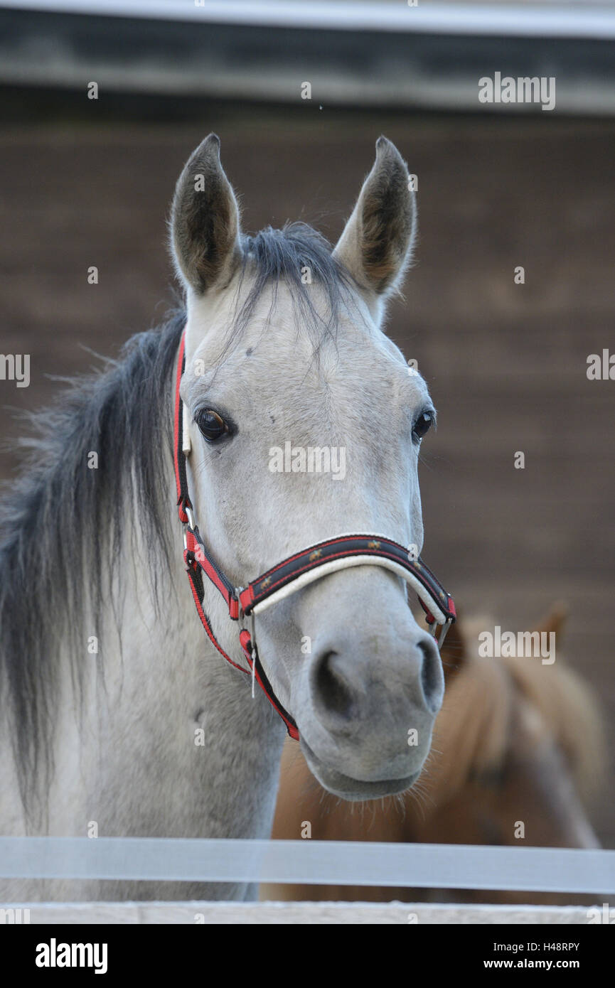 Cavallo Quarab, mini pony Shetland, ritratto, vista laterale Foto Stock