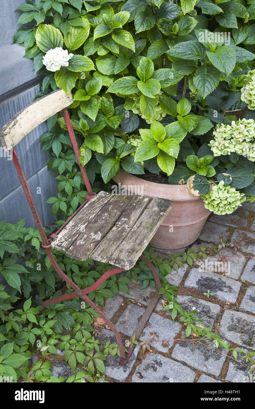 Giardino, parete, sedia, piante, Foto Stock