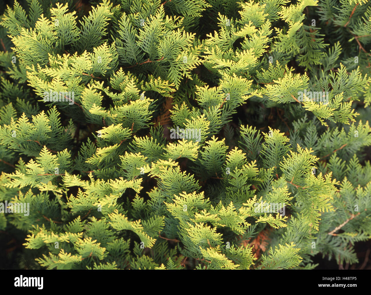 Albero di vita, Thuja spec., dettaglio, ramoscelli, pianta arbusto, copertura vegetale, impianto di cipressi, legno di conifere, piante ornamentali, di arbusti ornamentali, verde, evergreen, Foto Stock