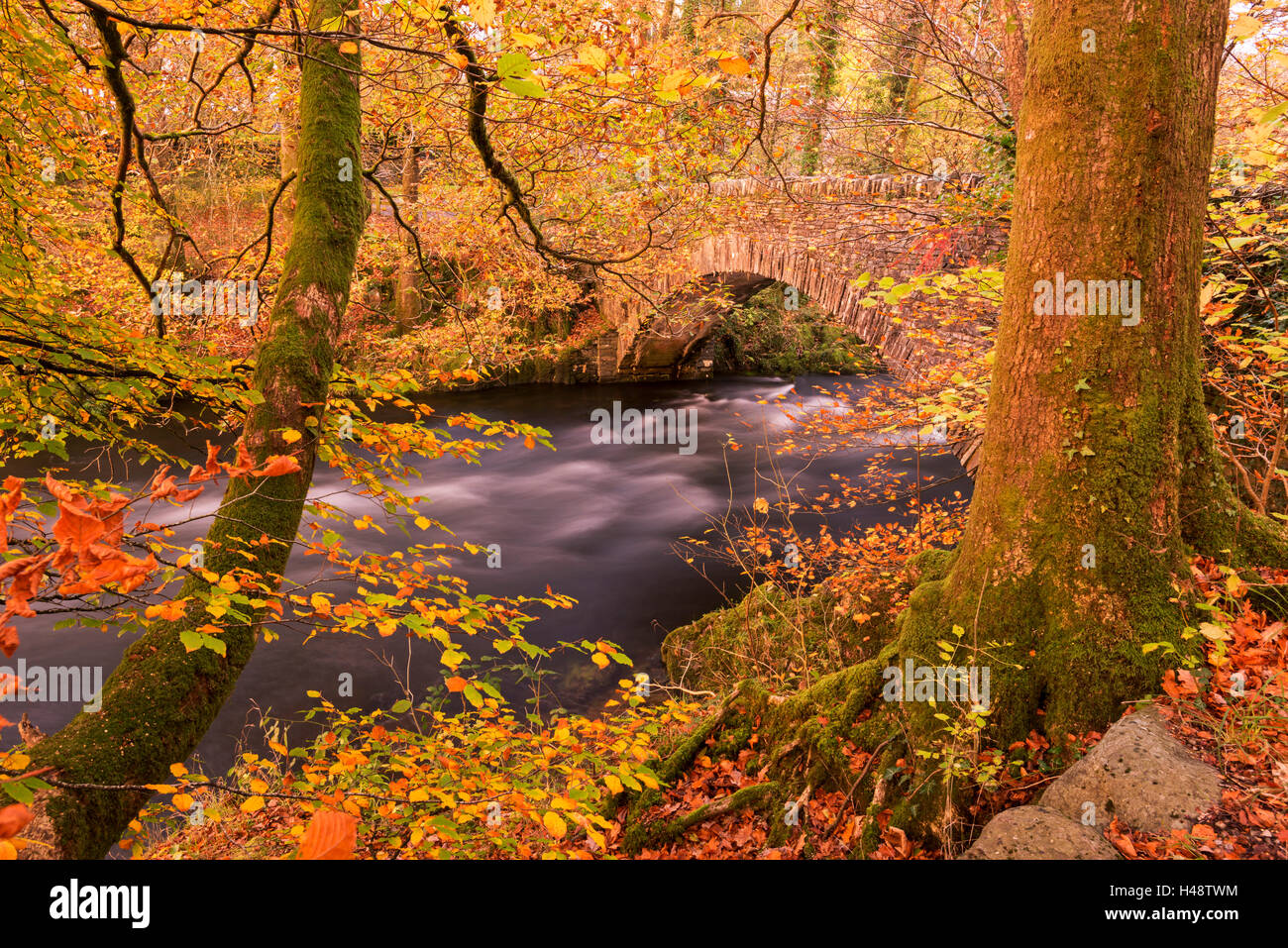 I colori autunnali nei pressi Clappersgate ponte sopra il fiume Brathay, Lake District, Cumbria, Inghilterra. In autunno (ottobre) 2014. Foto Stock