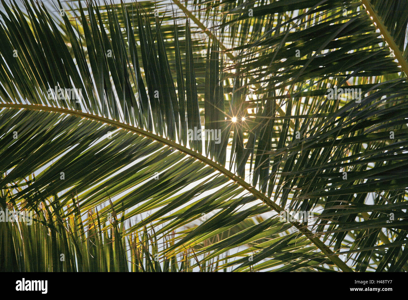 Palm frusta, data palm, dettaglio, Sunray, luce posteriore, natura, impianti, palm, foglie verde, il sole, la luce solare, soleggiato, concezione, tropicale esotico, vacanza, calore, animatamente, Foto Stock