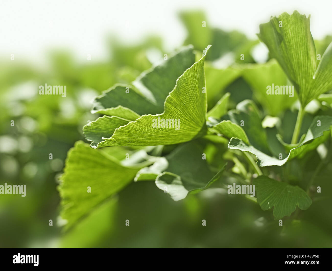 Il Ginkgo tree, ginkgo biloba, foglie di close-up, Foto Stock