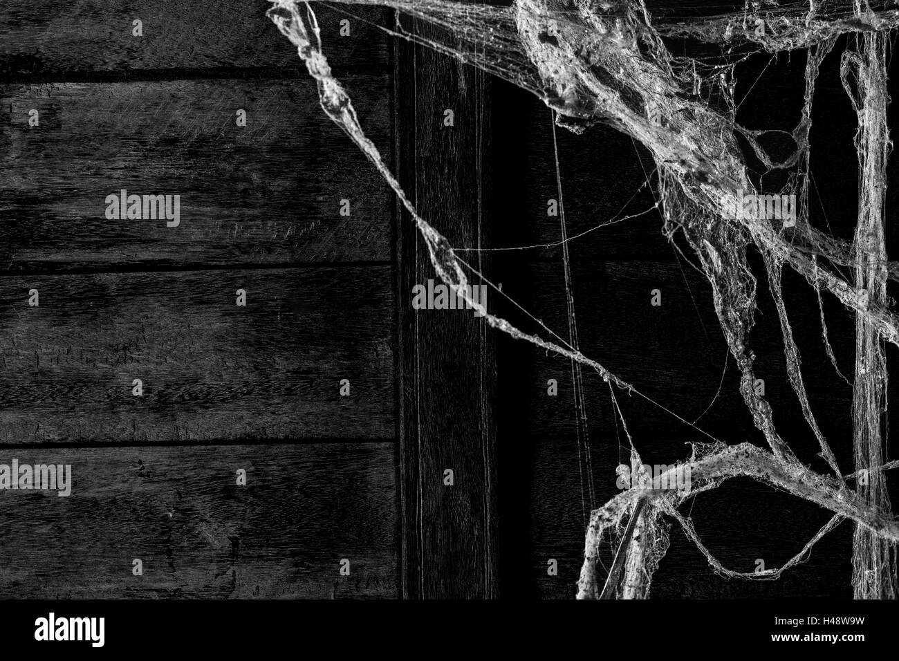 Ragnatela o spider web polvere su sfondo a parete Foto Stock