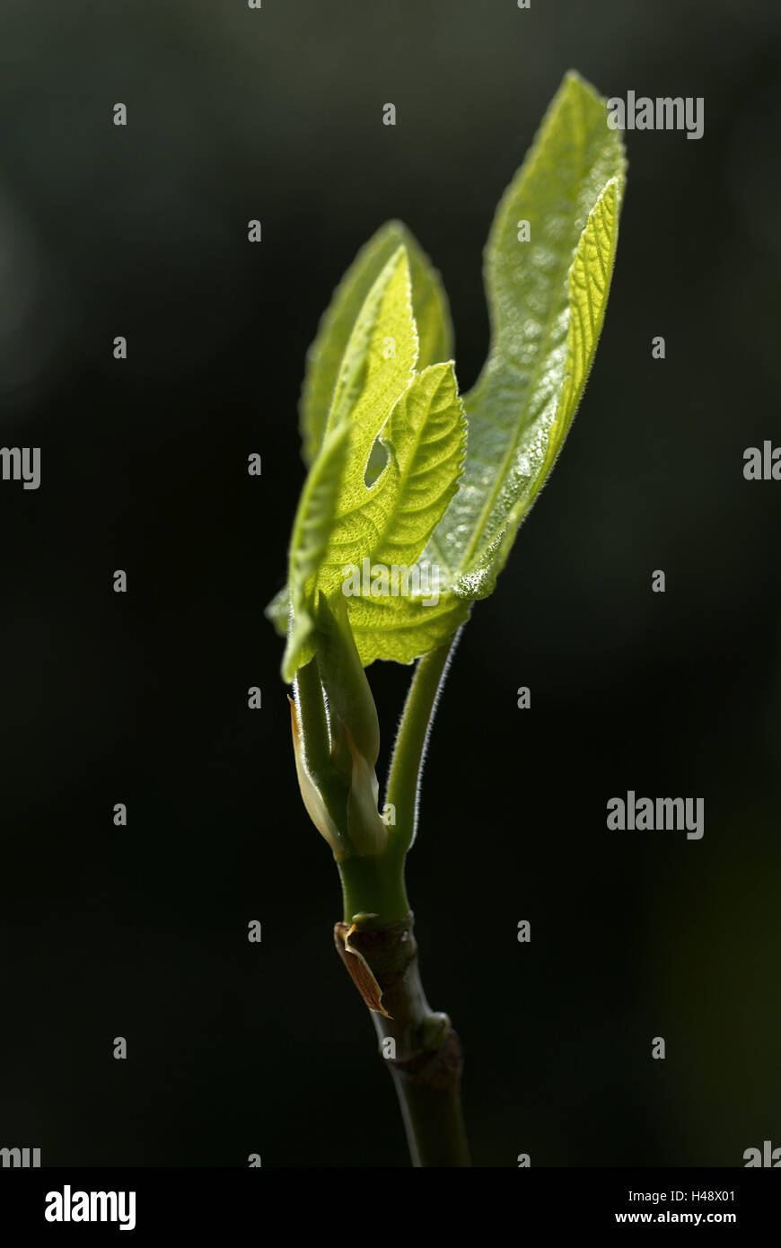 Vile, Ficus carica, Bud, la lamella, ramo, verde Foto Stock