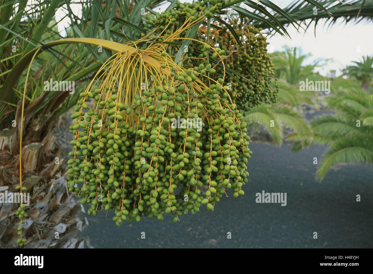 Spagna, Canarie, isola di Lanzarote, Canarie data palm, Phoenix canariensis, infructescence, dettaglio tropici, calore, impianti, palm, vegetazione, frutta, vacanza verde, palm frusta, Foto Stock