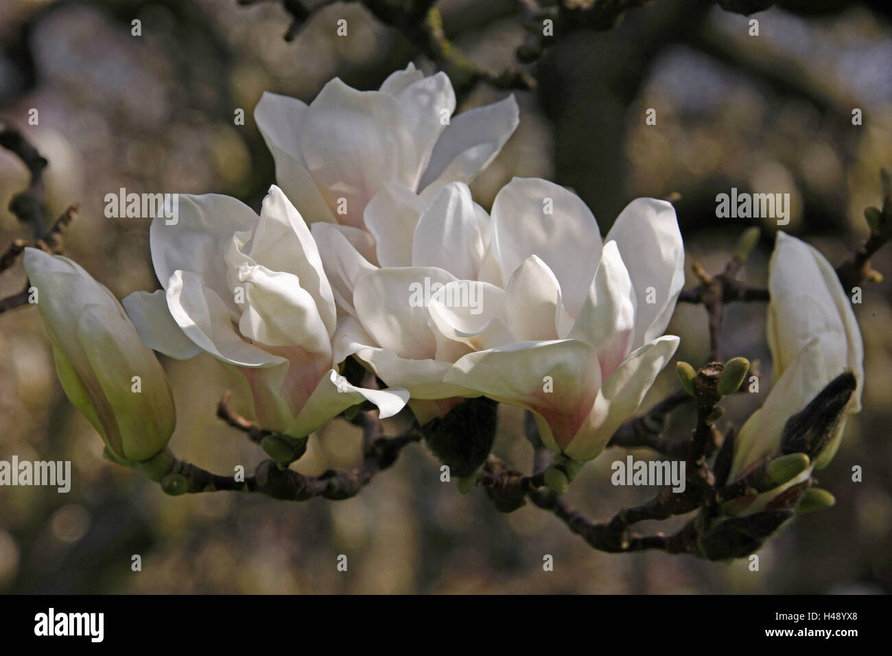 Fiori di Magnolia, Germania, Baden-Württemberg, casa del vino, vino home / strada di montagna, ode legno, Hermann's court, mostra giardino, giardino di avvistamento, magnolia, fiorisce, blossom, fioriture di un albero, molla, rosa, medium close-up, Magnolia, Foto Stock