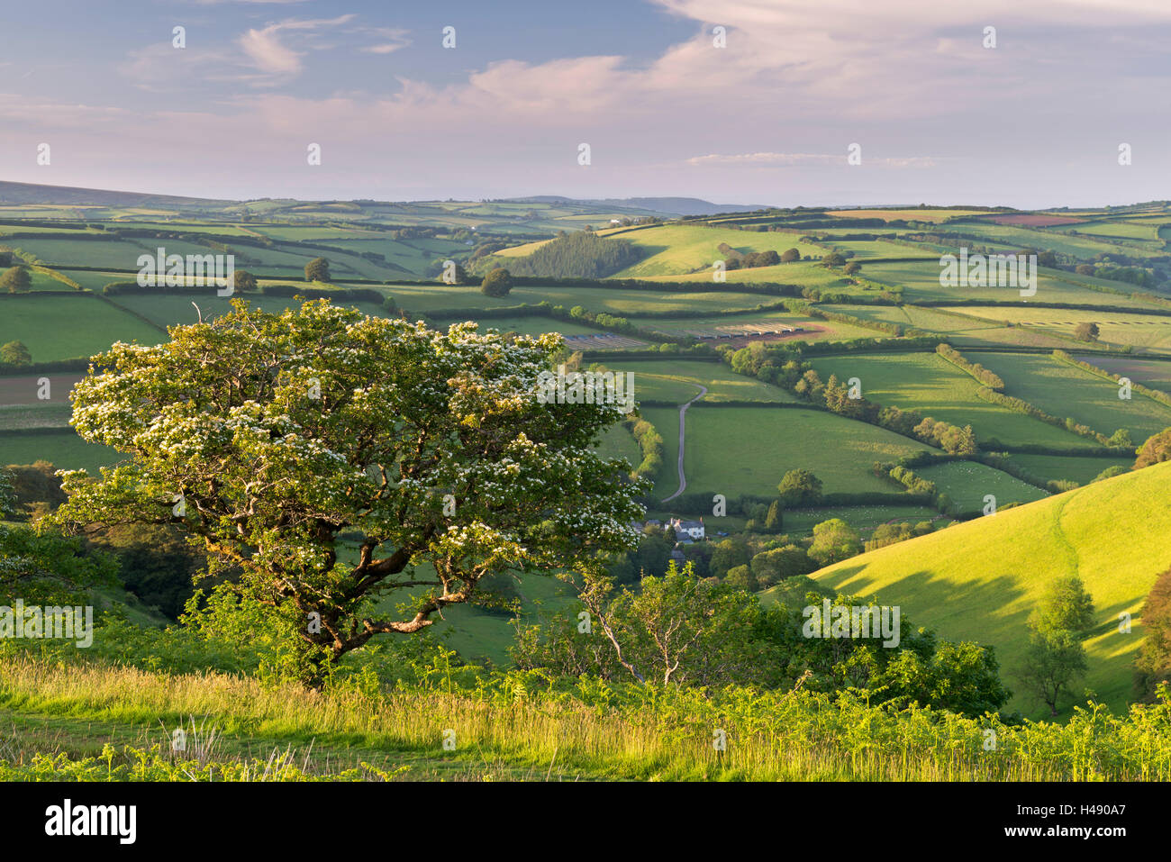 Albero di biancospino con il fiore a La Conca su Winsford Hill, Exmoor, Somerset, Inghilterra. Molla (Giugno) 2014. Foto Stock