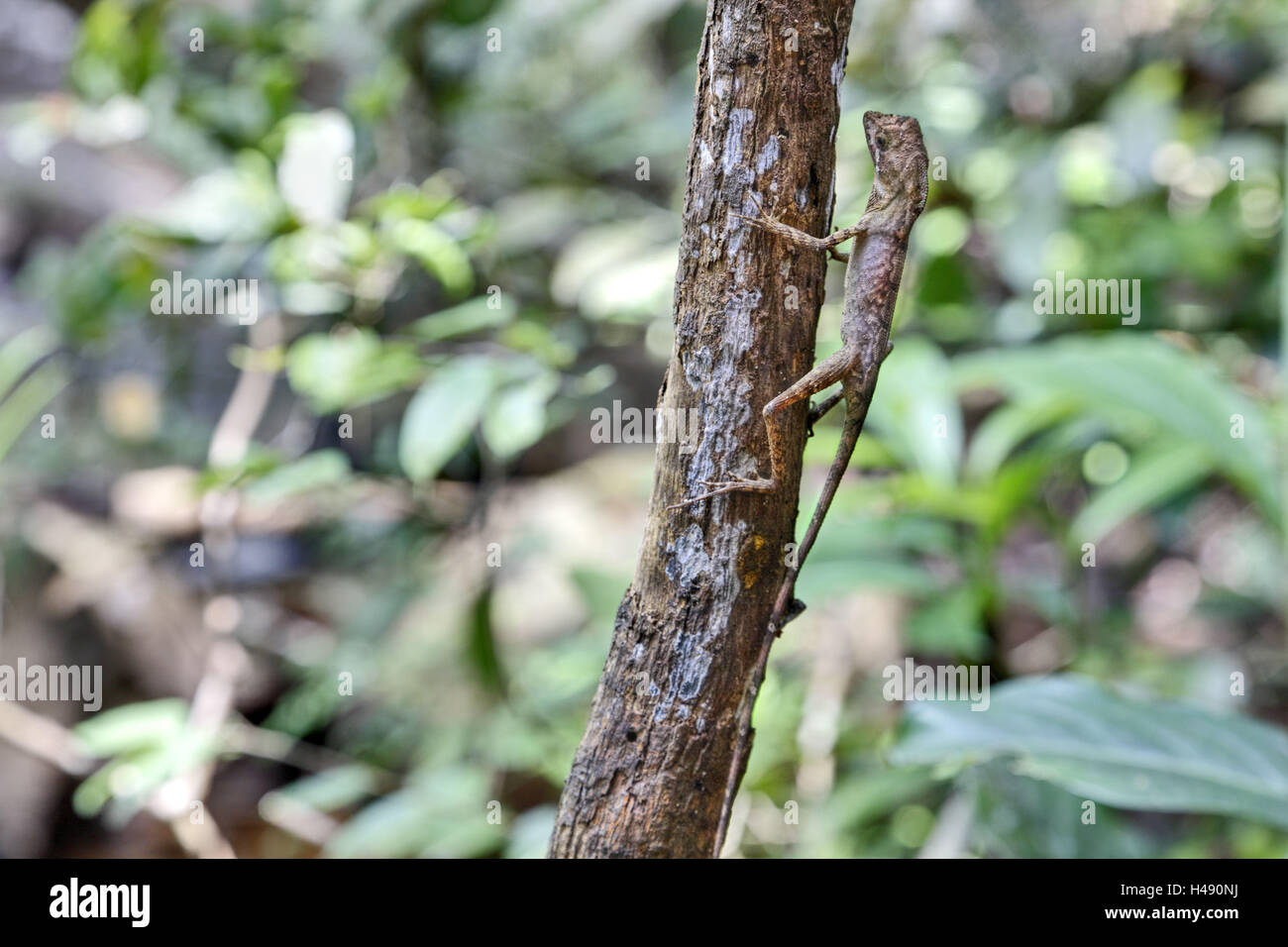 Sri Lanka, Sinharaja Forest, Sitana ponticeriana, la foresta pluviale tropicale, lucertola, Foto Stock