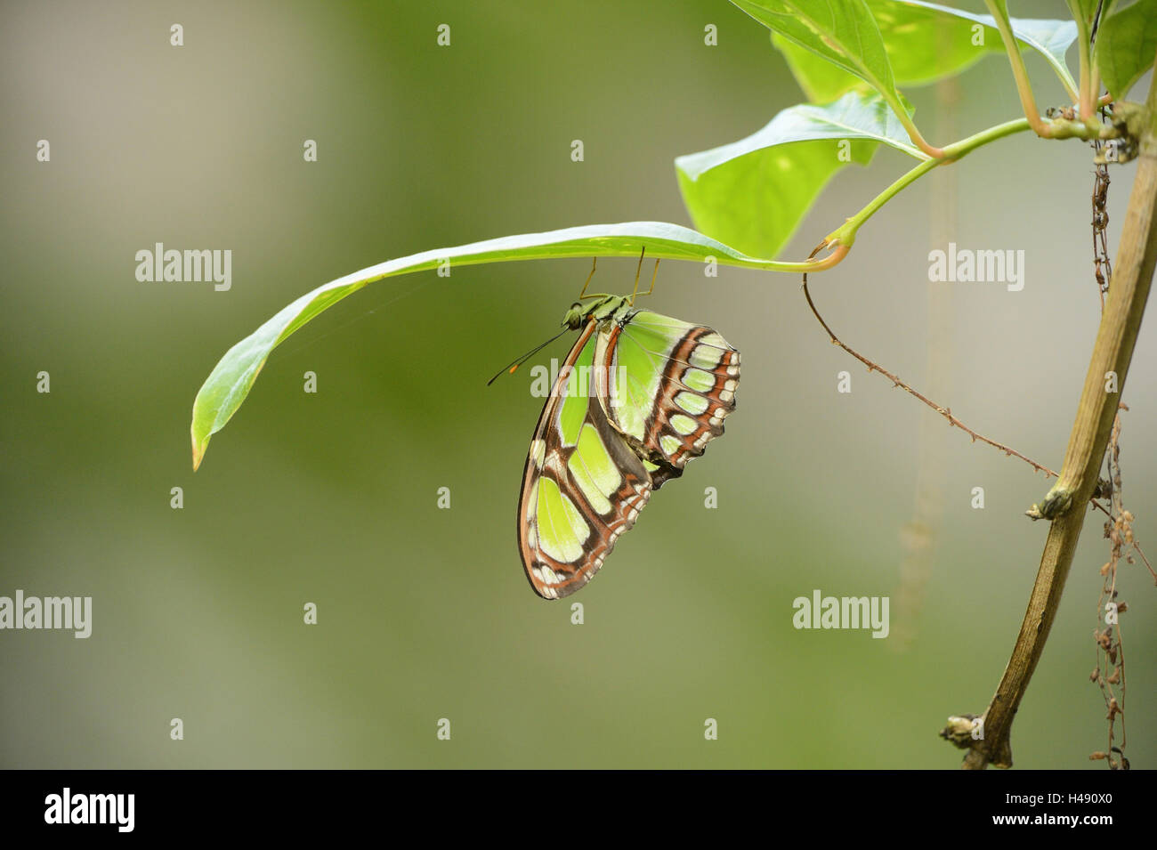 Malachite butterfly, Siproeta stelenes, Foto Stock