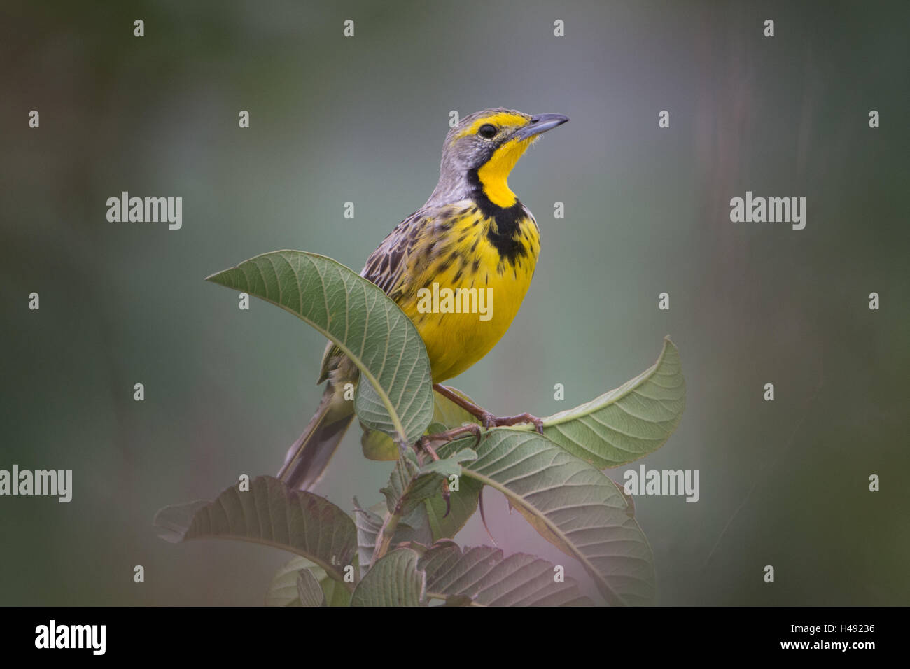 Longclaw Yellow-Throated seduta sul ramo, presa attraverso il foro nella boccola - Lago Eland, KZN, Sud Africa Foto Stock