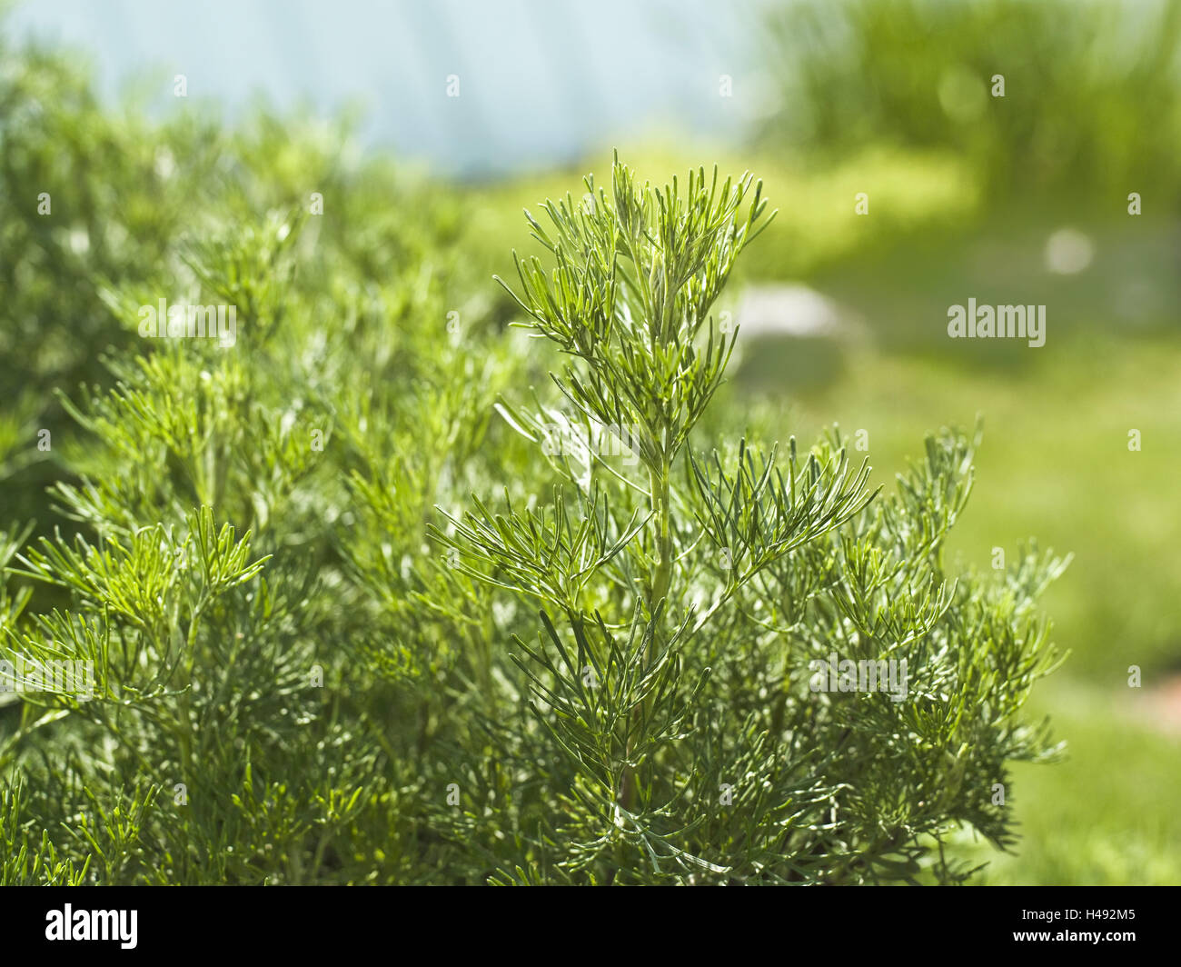 Il cinghiale è il segno del cancelletto giardino di piante medicinali, compositi diversi anni', Coca Cola arbusto, piante medicinali, orto di erbe aromatiche, spezie, pianta medicinale vegetale, vegetale, erba di limone, sagebrush tipo, estate, forche, foglie, verde Foto Stock