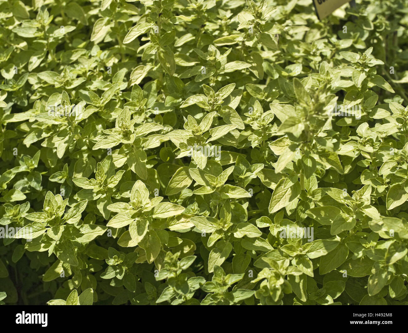 Origano, origano vulgare, giardino, natura, vegetali, piante medicinali, impianto di spezie, erbe, orto di erbe aromatiche, pianta medicinale, erbe medicinali vegetali, origano, menta, famiglia Lippenblütler, foglie, verde Foto Stock