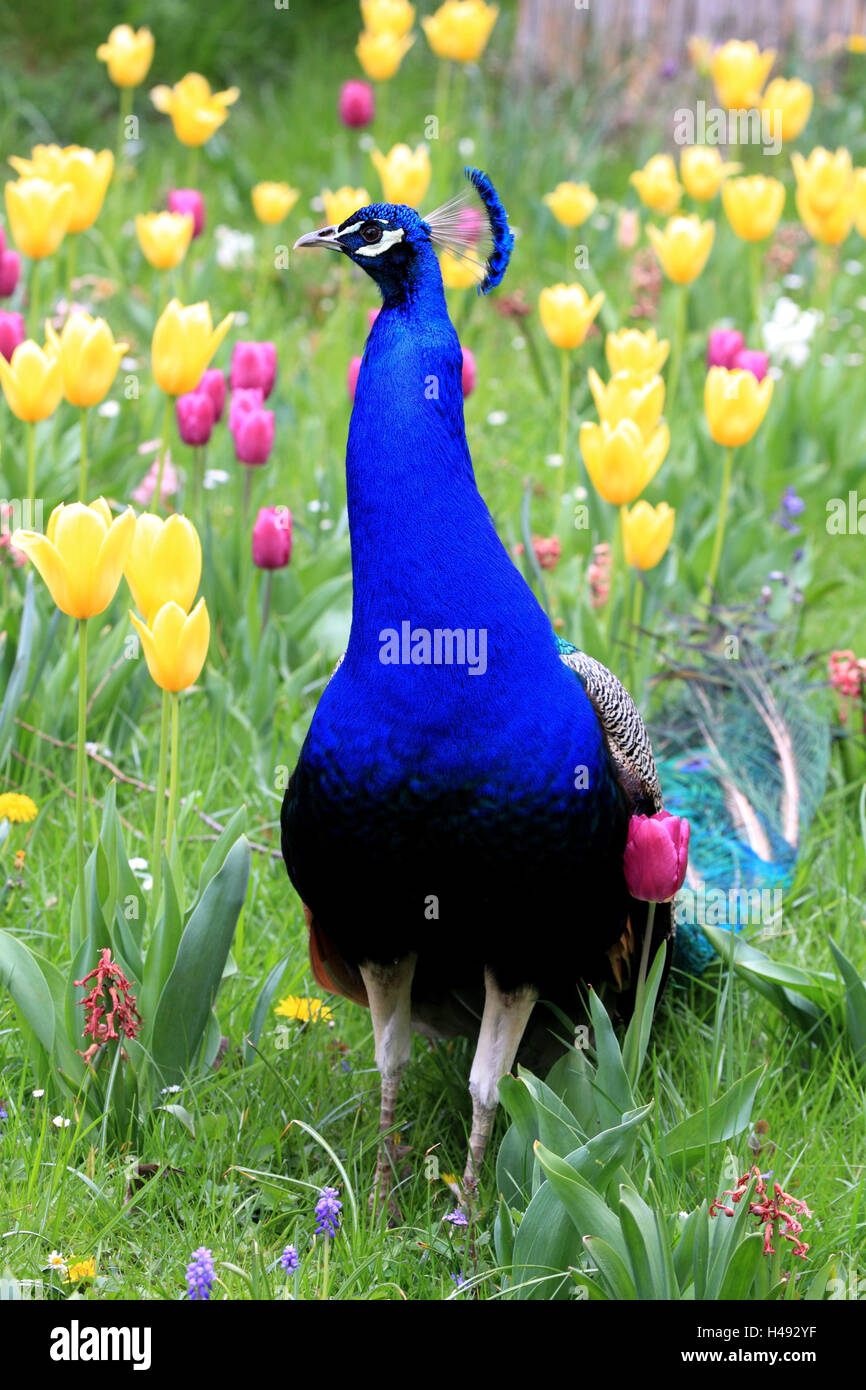 Peacock nel prato di fiori, Foto Stock