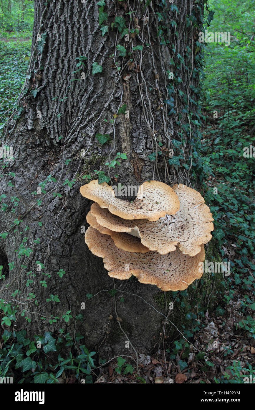 Tronco, funghi, squamosa Porling, Foto Stock