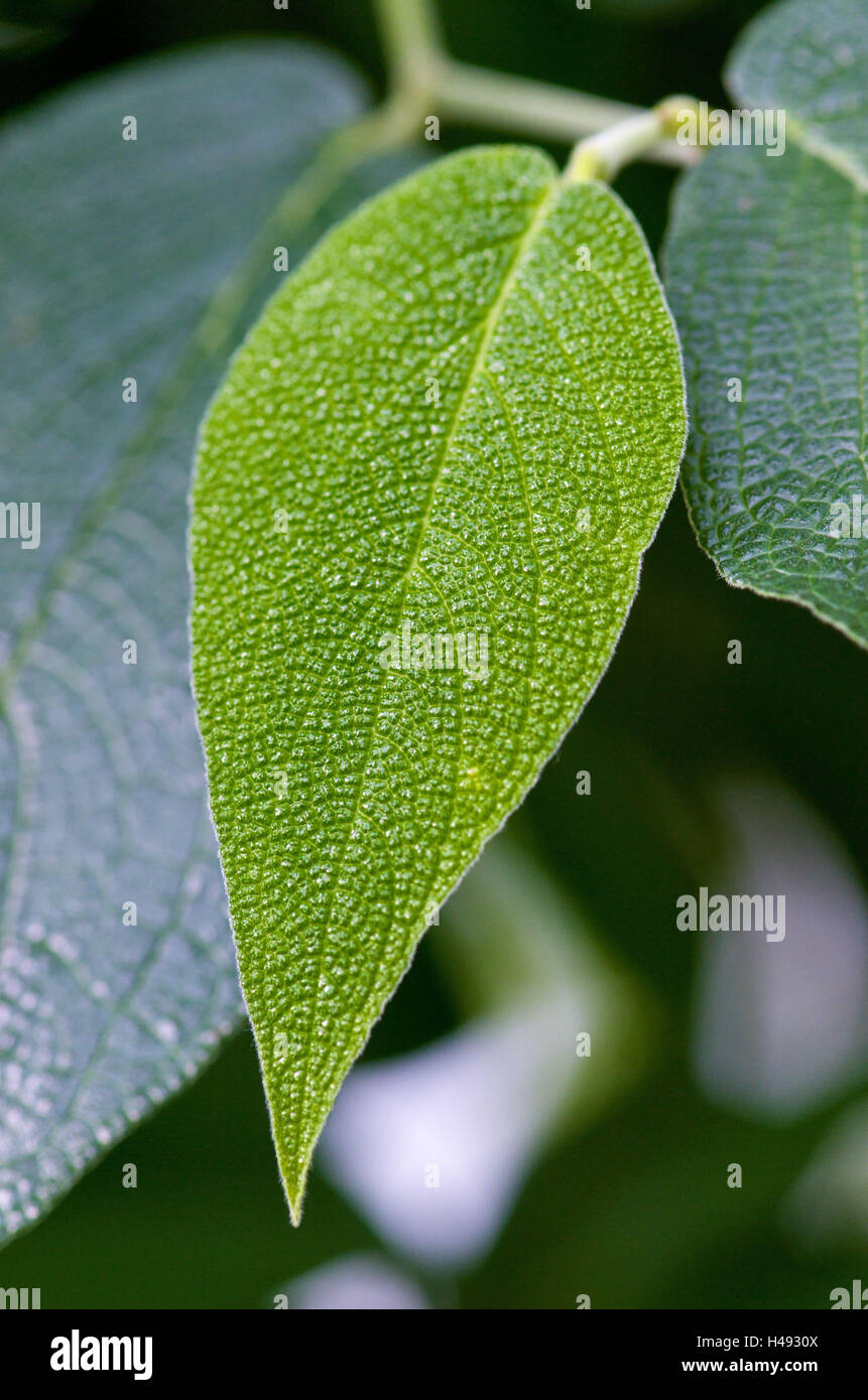 Impianto, foglie di medie close-up, Foto Stock