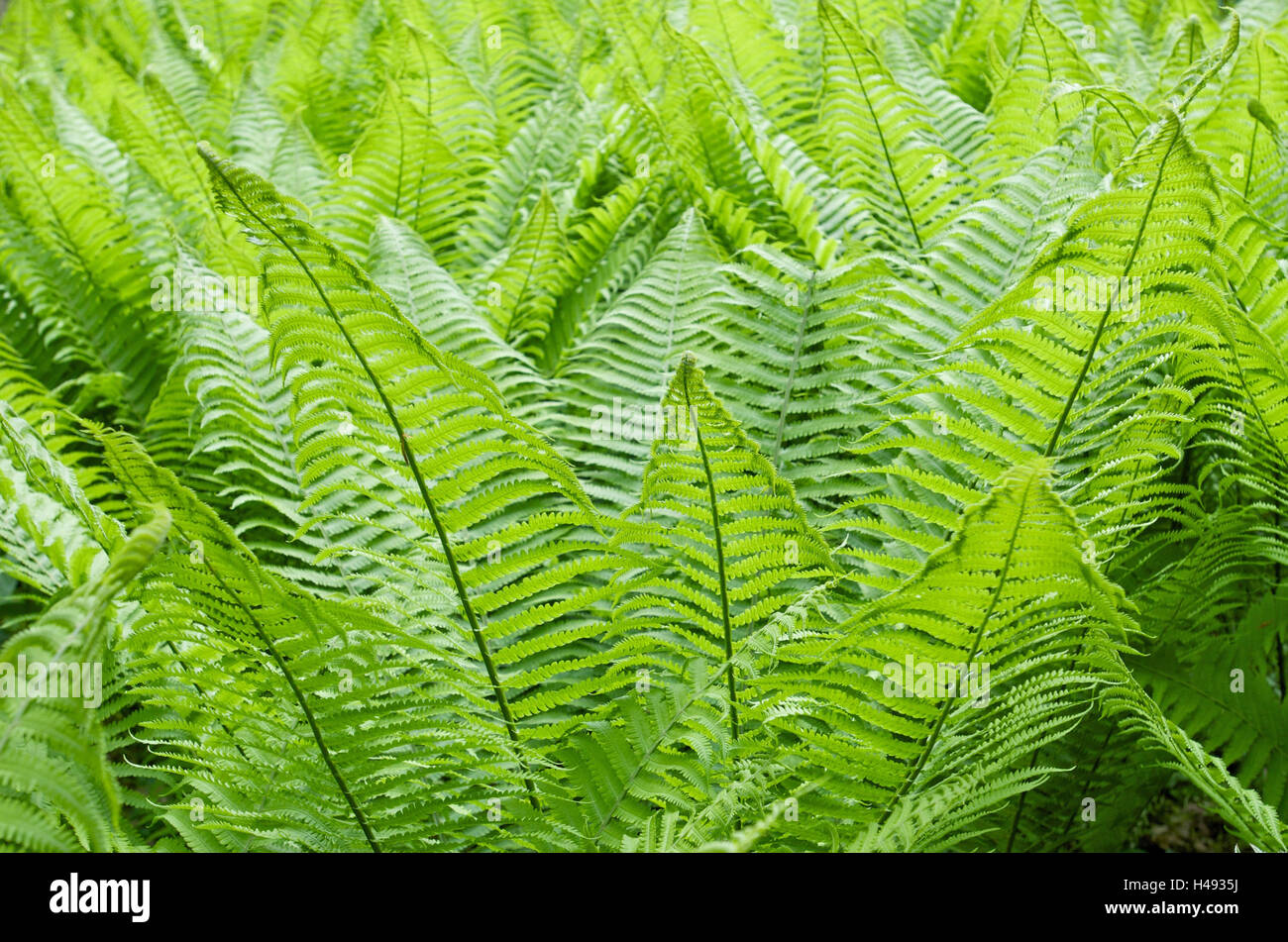 Le felci, Aspidiaceae Dryopteris affinis, Foto Stock