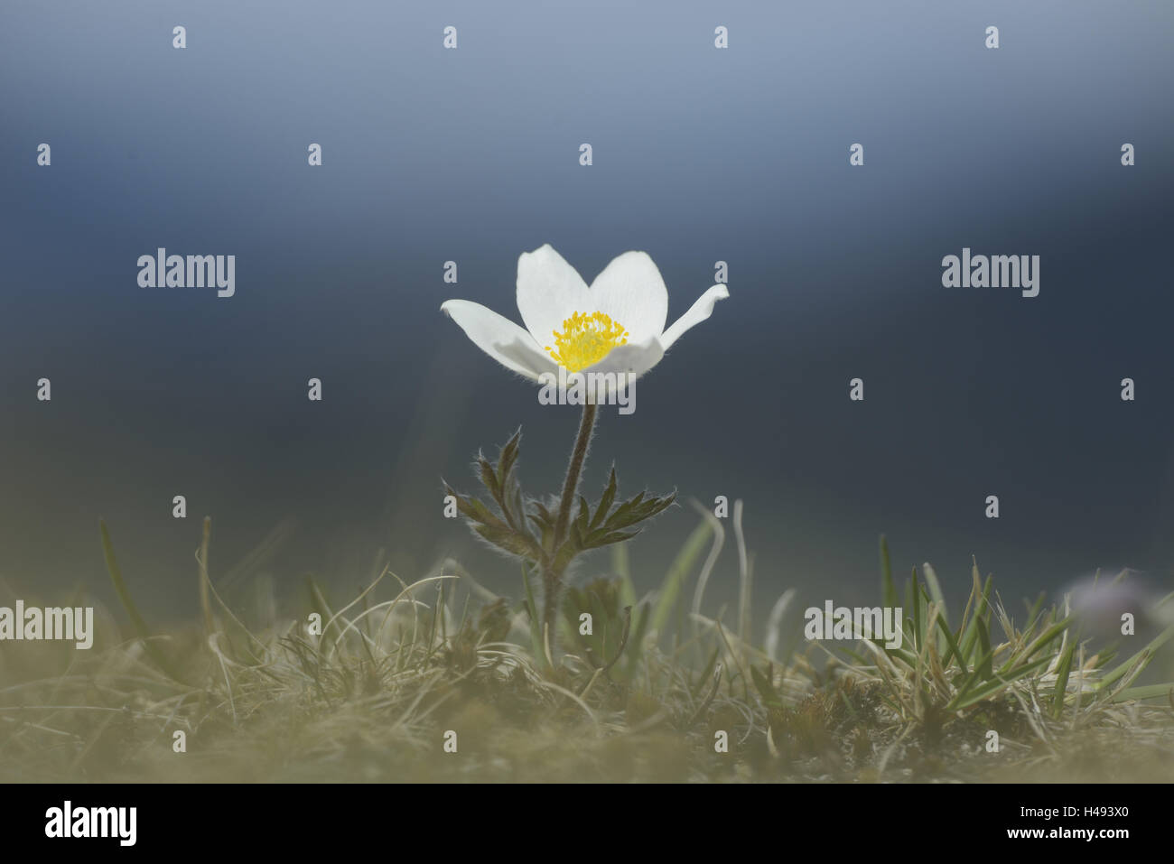 Pasqueflower alpino, Pulsatilla alpina, anemone alpino, blossom, Foto Stock