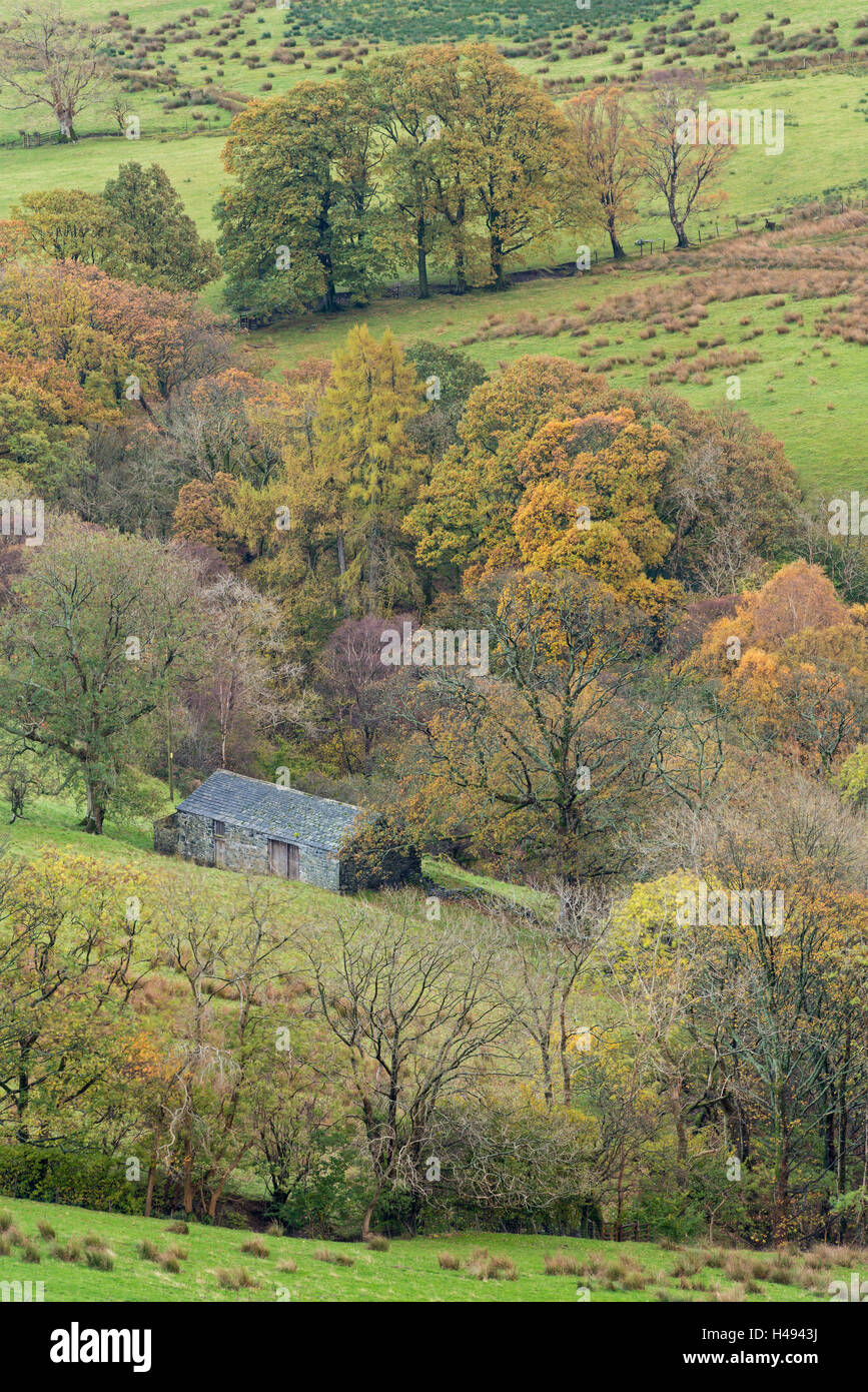 Fienile in pietra circondato da alberi autunnali, Newlands Valley, Parco Nazionale del Distretto dei Laghi, Cumbria, Inghilterra. In autunno (novembre) Foto Stock