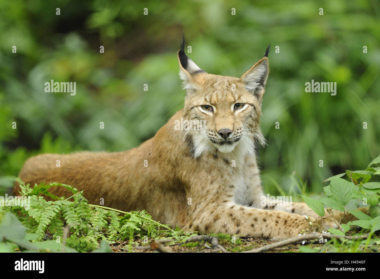 Eurasian, Lynx Lynx lynx, guardando la telecamera, Foto Stock