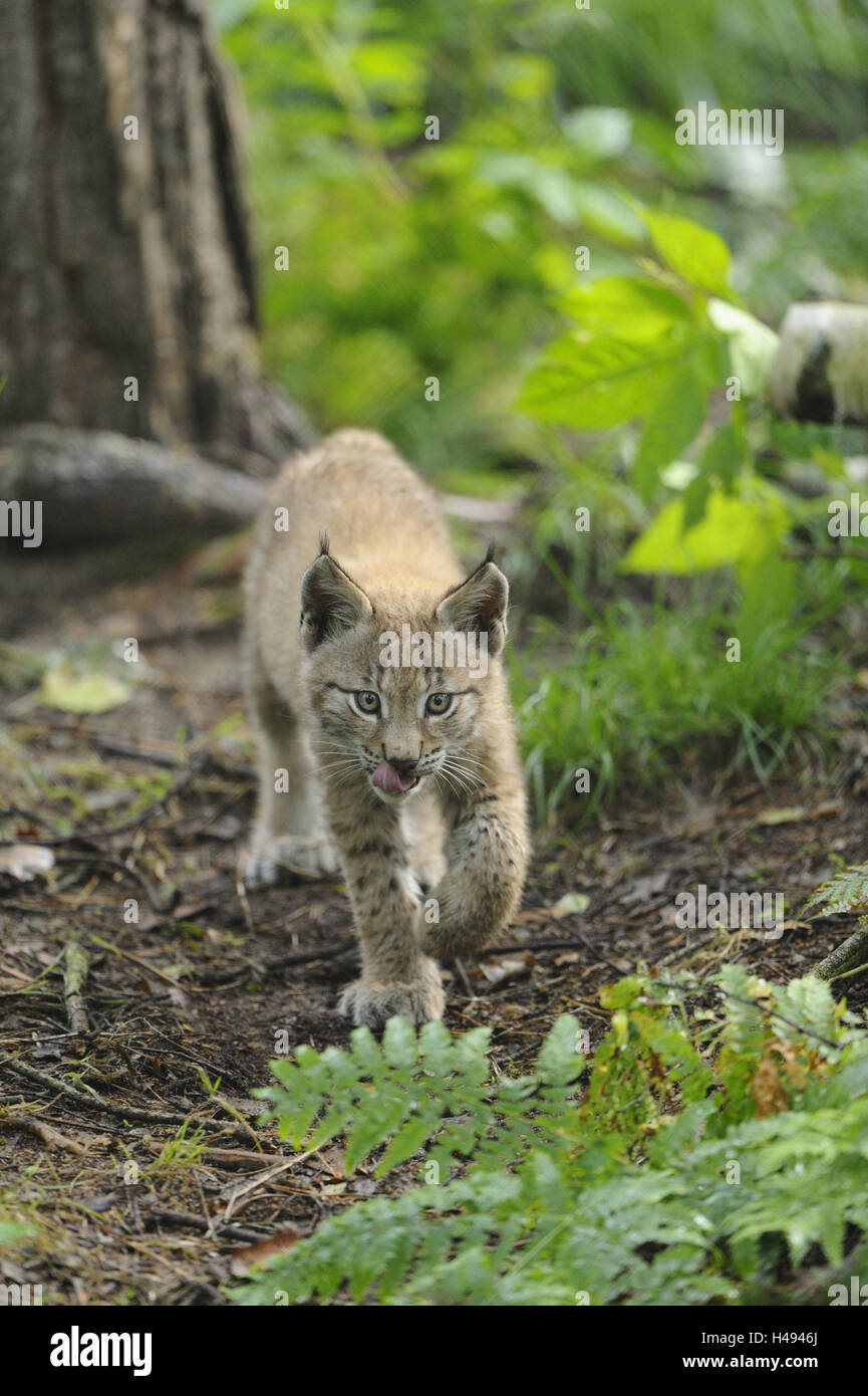 Eurasian, Lynx Lynx lynx, giovane animale, guardando la telecamera, Foto Stock