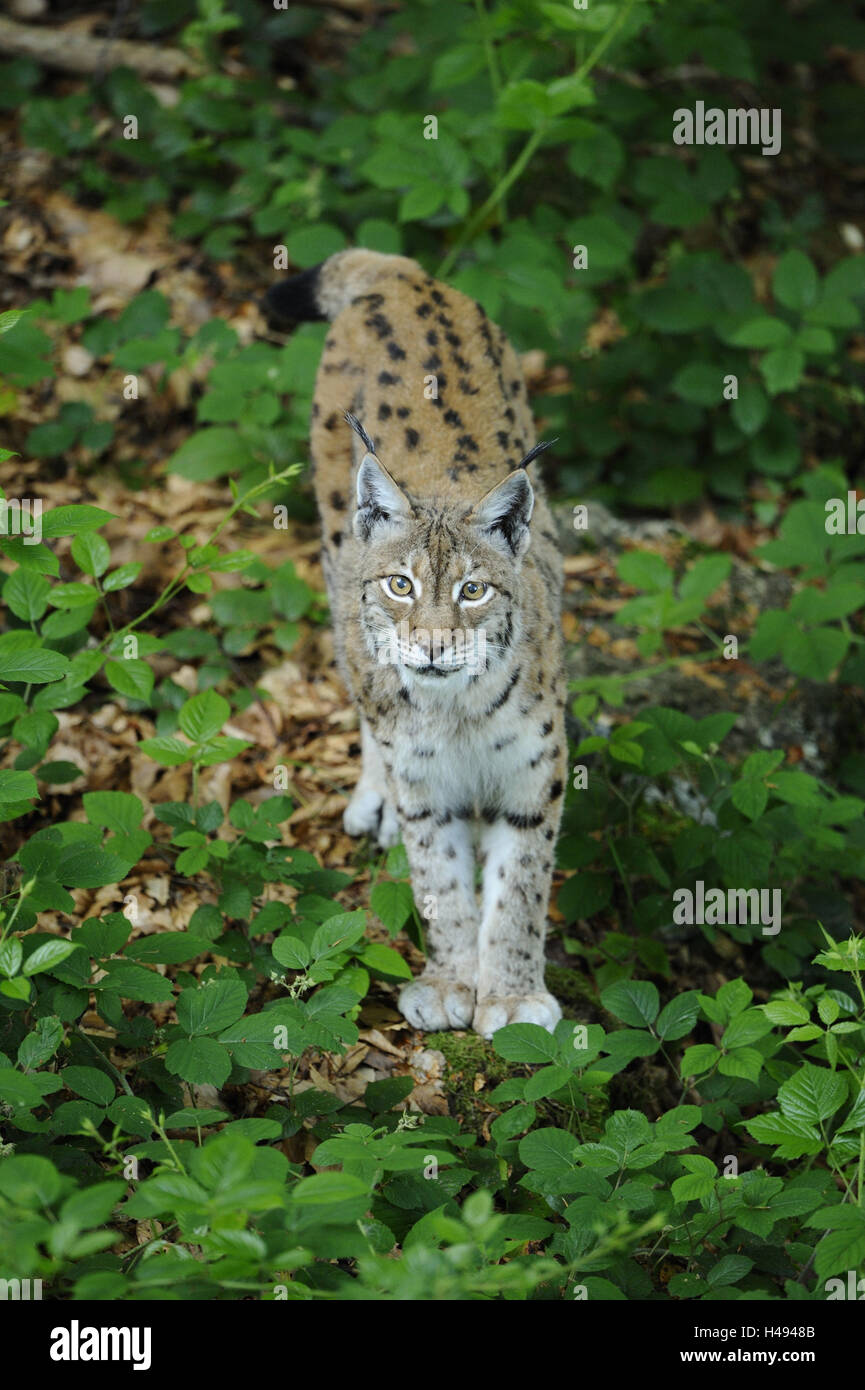 Eurasian, Lynx Lynx lynx, guardando la telecamera, il Parco Nazionale della Foresta Bavarese, Foto Stock