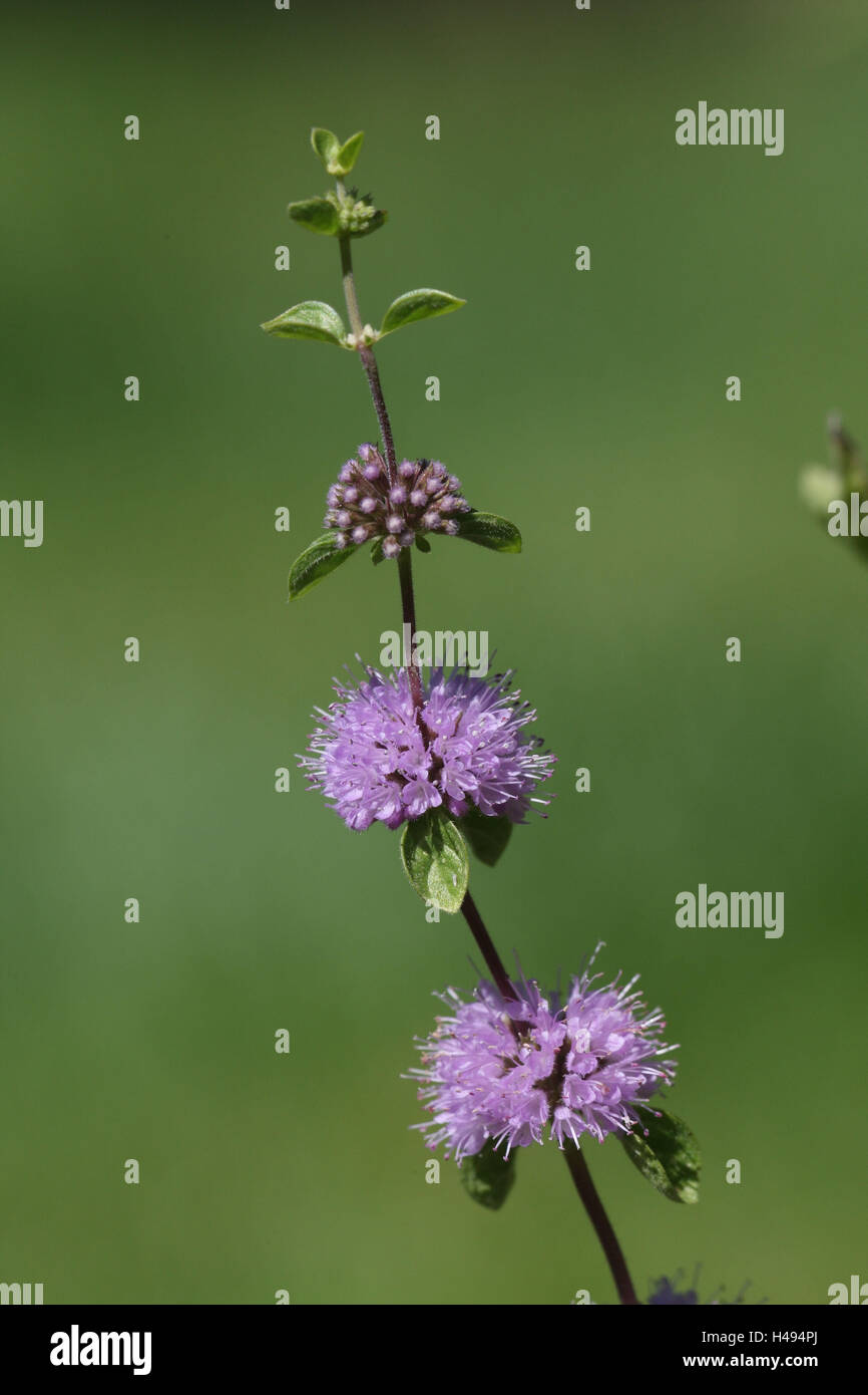 Campo menta, fioriture, Foto Stock