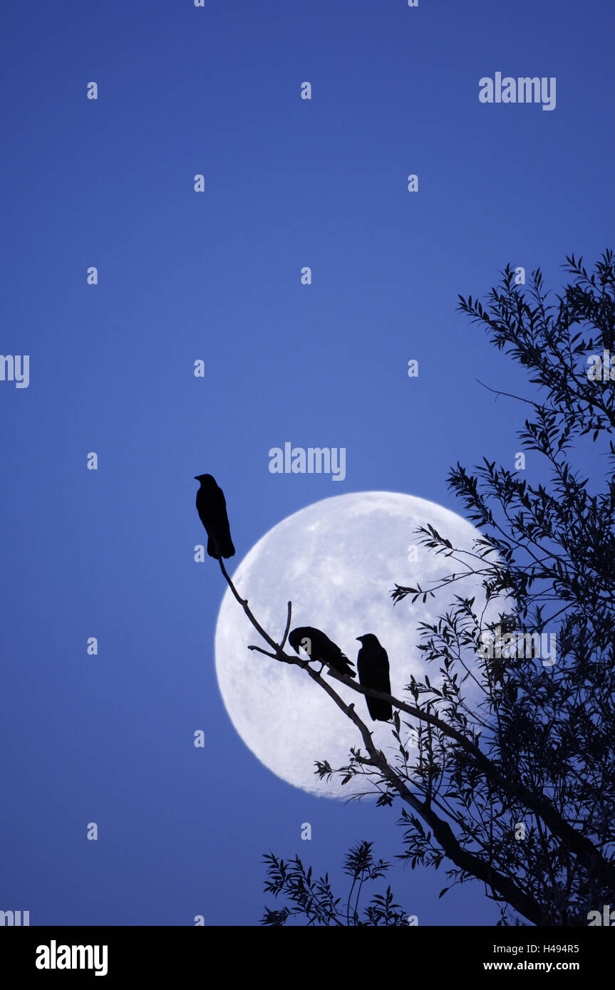 Uccelli, corvi, albero, silhouette, notte, luna, (M), Foto Stock