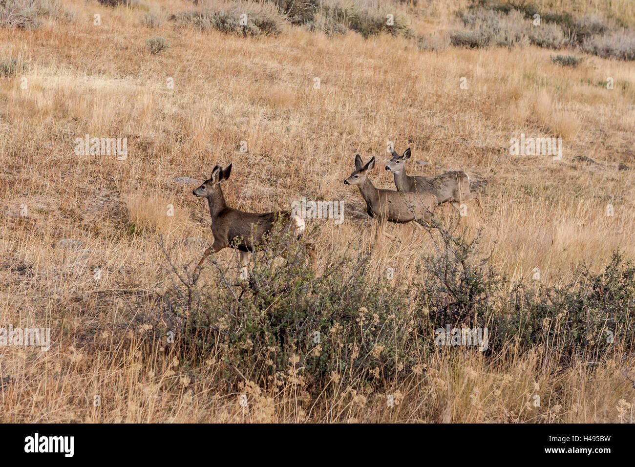 Deer camminando in campo. Foto Stock