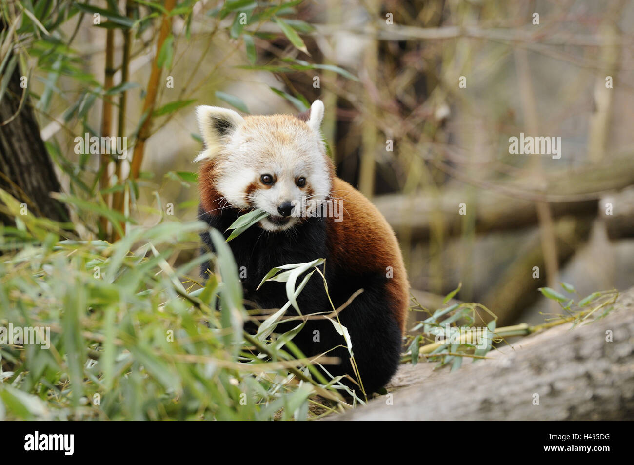 Panda rosso, ritratto, mangiare, Foto Stock