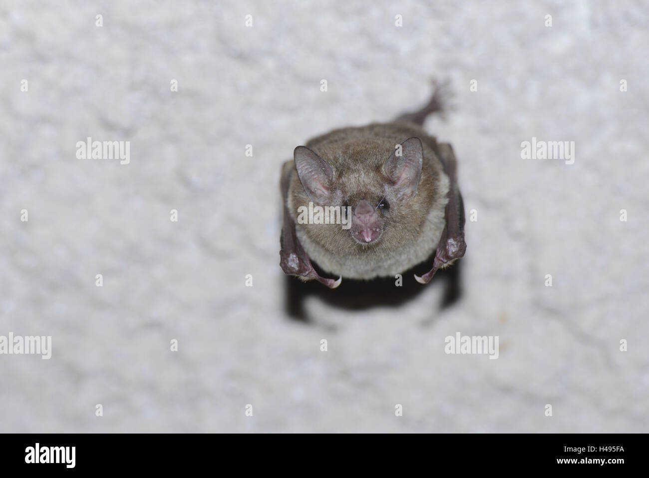 A becco lungo, bat Glossophaginae, Foto Stock