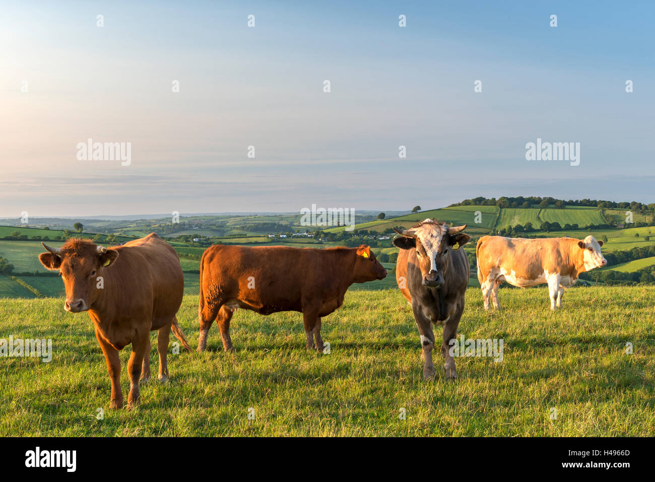 Il pascolo di bestiame in inglese il sud ovest di campagna, Devon, Inghilterra. Per il periodo estivo (Giugno) 2013. Foto Stock