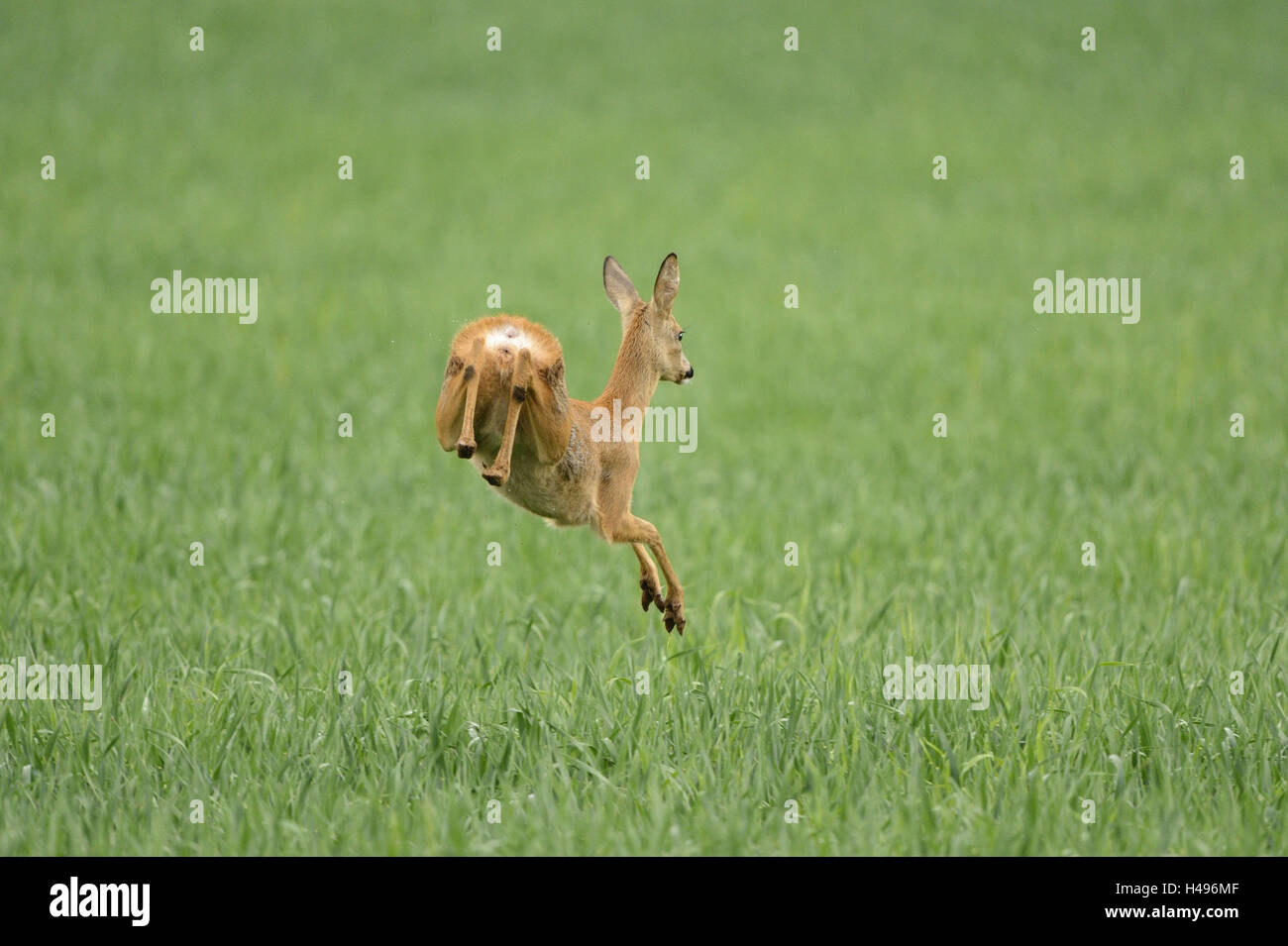 Il capriolo Capreolus capreolus, campo di grano in fuga, Foto Stock