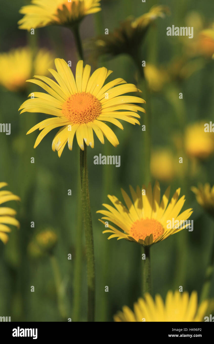 Leopard ' s bane, Foto Stock