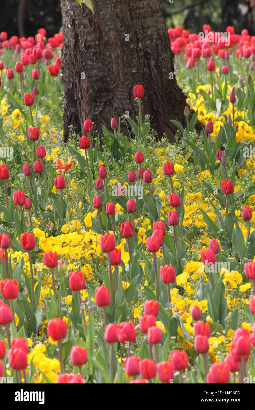 Campo del tulipano, Foto Stock